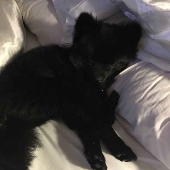 Meet your Posher, Alexis - Picture 1 of 1